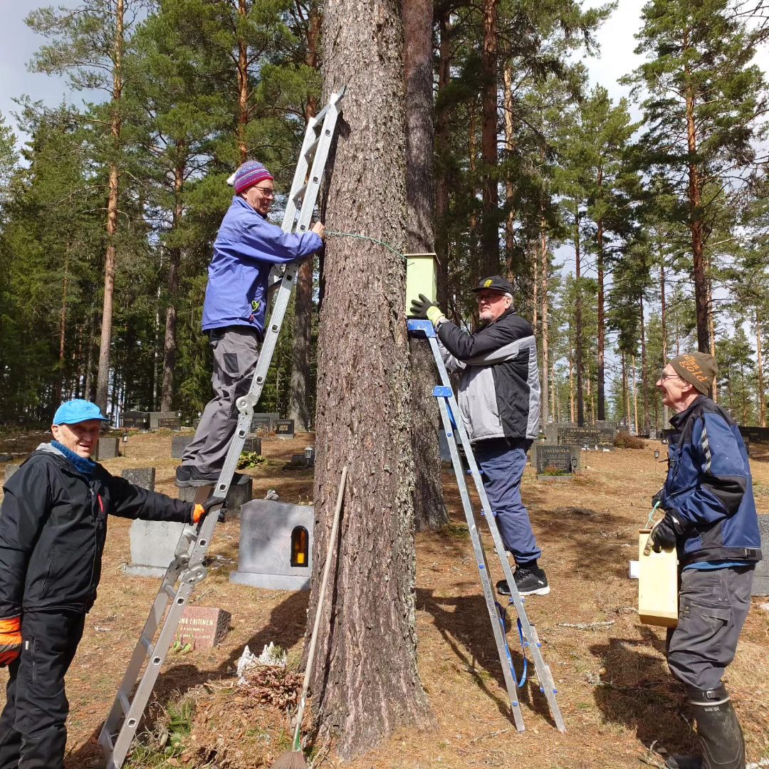 Kuvassa miehiä tikapuilla kiinnittämässä linnunpönttöä mäntyyn, maassa mies tukemassa tikkaita ja toinen pi...