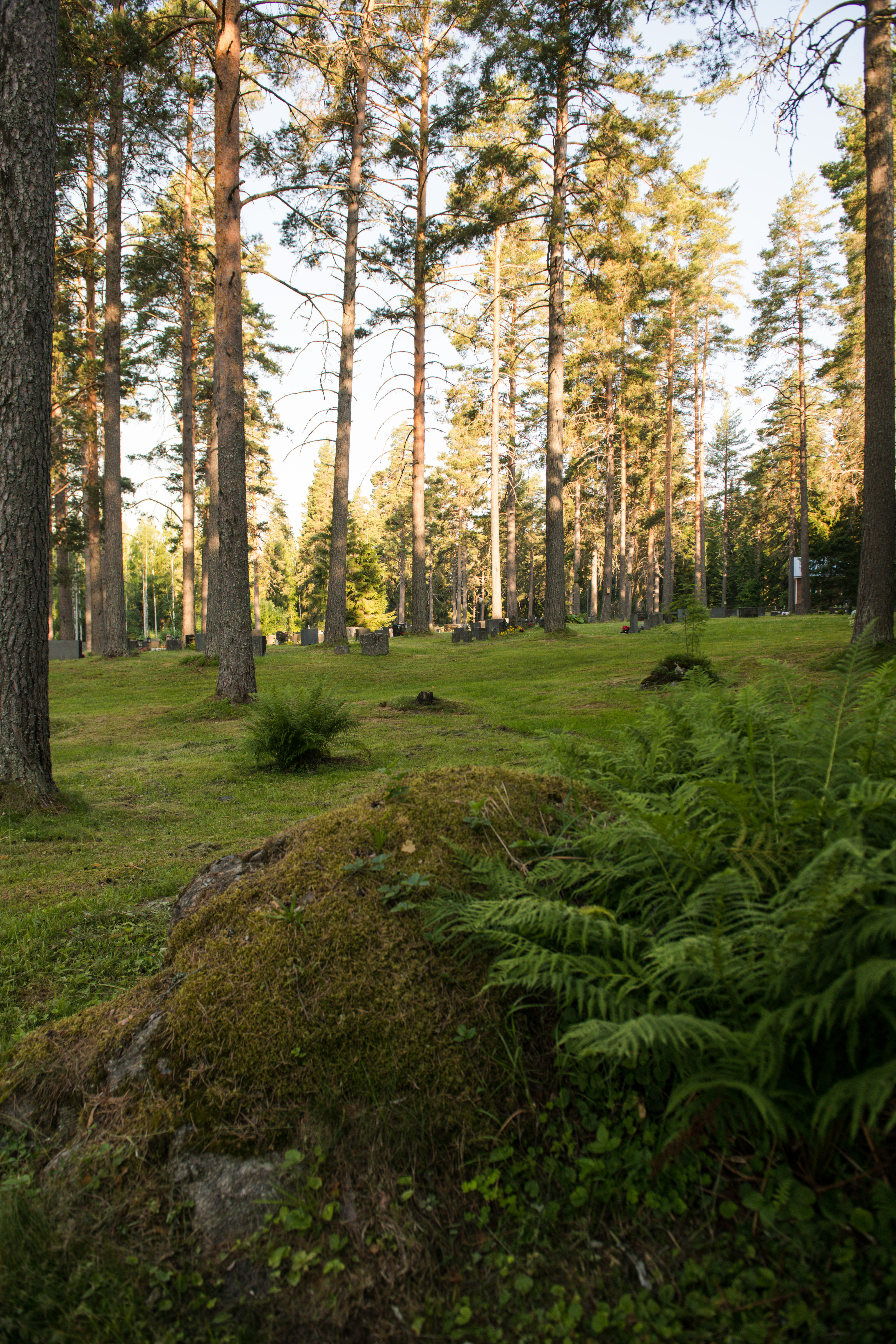 Kuvassa saniaisia ja sammaloitunut kivi hautausmaalla