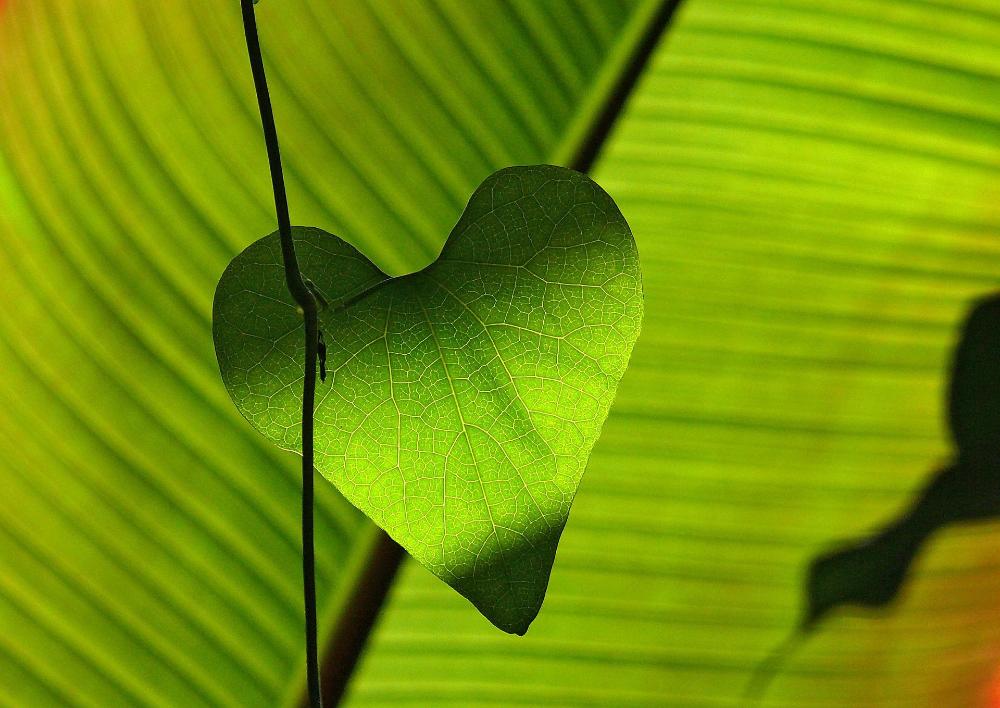 vihreällä lehtitaustalla pienenmpi sydämenmuotoinen kasvin lehti