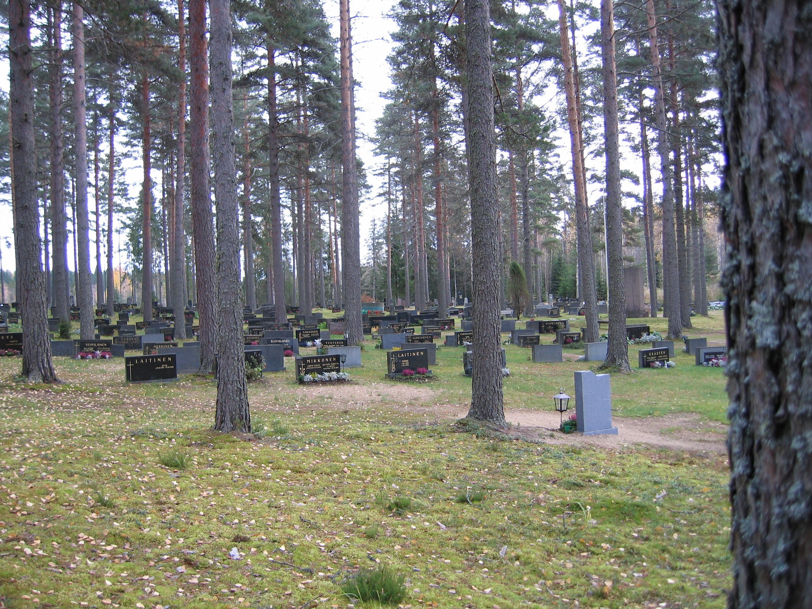 Kuva hautausmaalta, hautakiviä ja mäntyjä