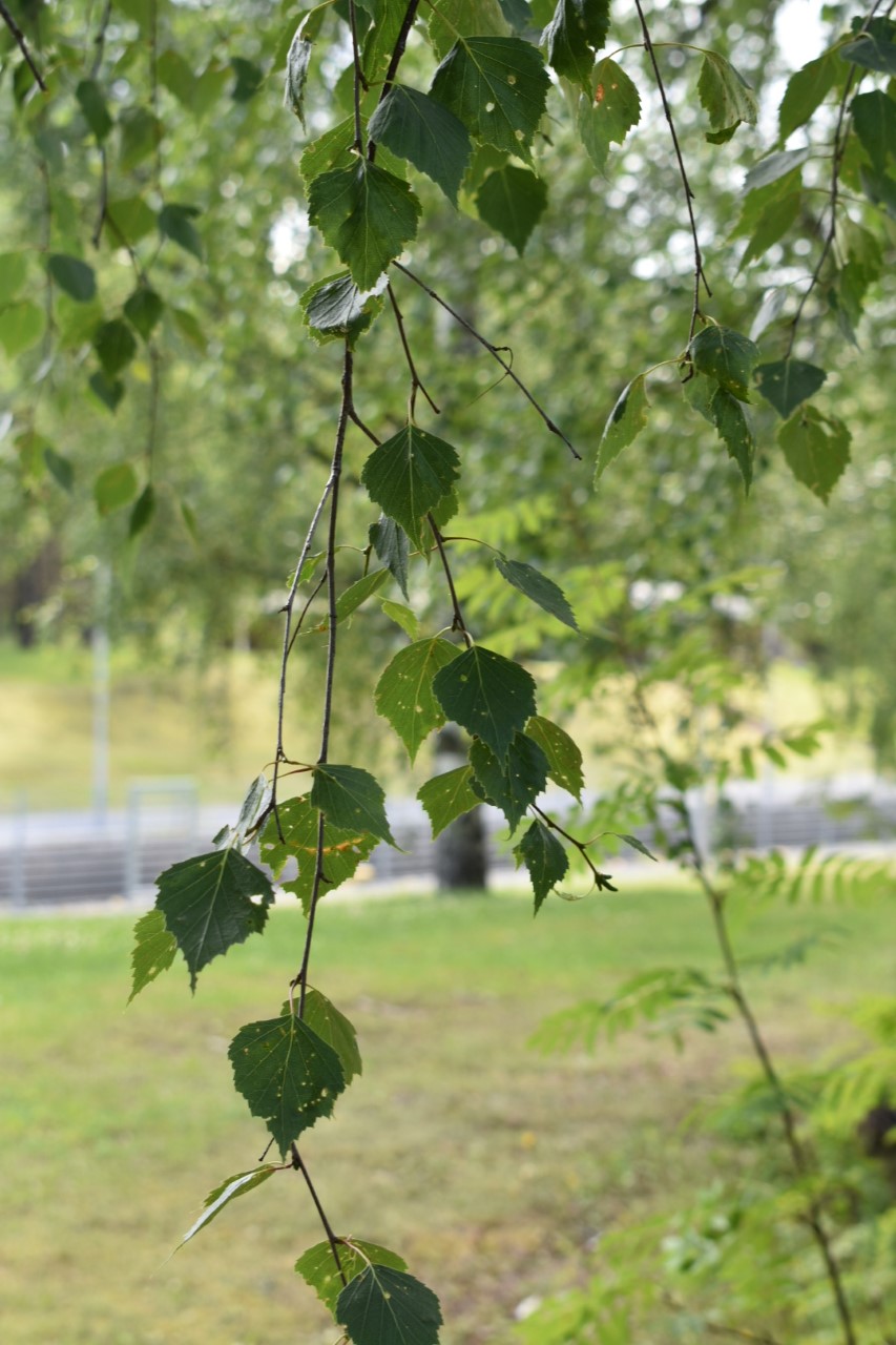 Suvivirsitempaus Koivunoksa