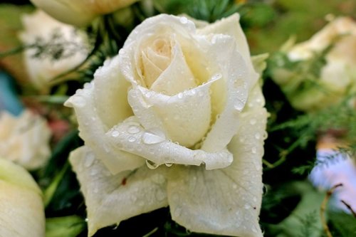 valkoinen ruusu, jolla kastepisaroita